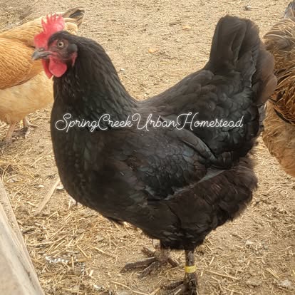 A chicken raised by Cody's homestead